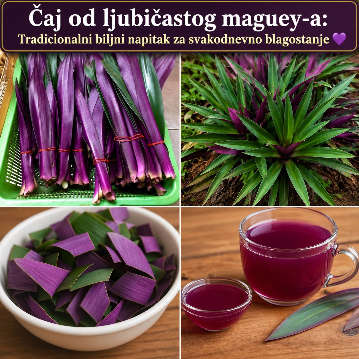 🌿 Čaj od ljubičaste agave: Tradicionalni biljni napitak za svakodnevno blagostanje 💜