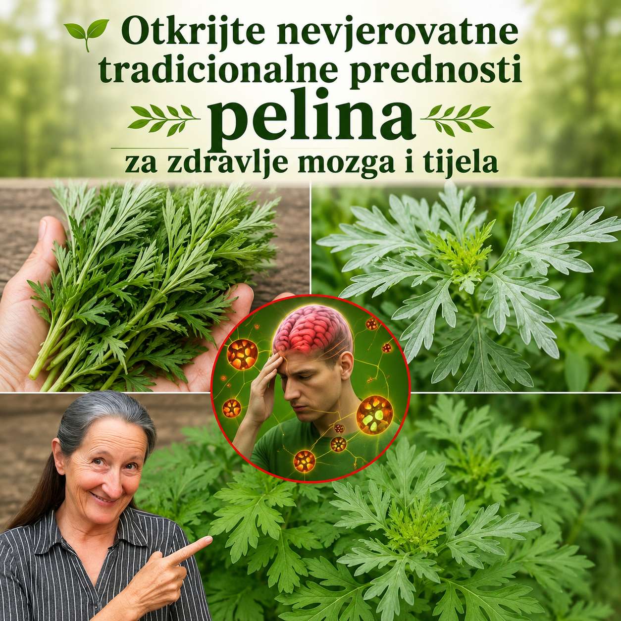 🌿 Otkrijte nevjerovatne tradicionalne prednosti pelina za zdravlje mozga i tijela 🧠💚