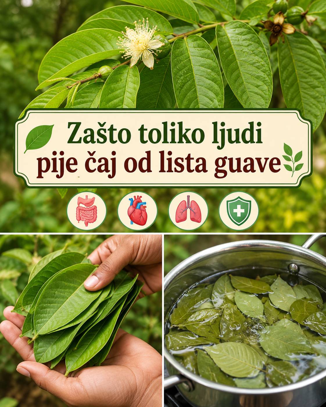 🍃 Zašto toliko ljudi pije čaj od lista guave 🌿